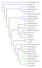 Cladogram