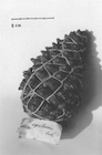 Farjon 1995 fig 2