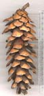 Mature cone from herbarium collection K. Rushforth 1107, collected Tinlegang, Bhutan, elev. 2040m