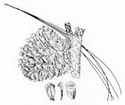 Martinez fig 157