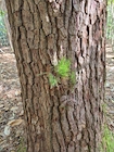 Photo 02