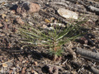 Photo 07