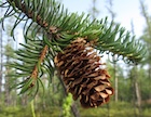 Photo 01