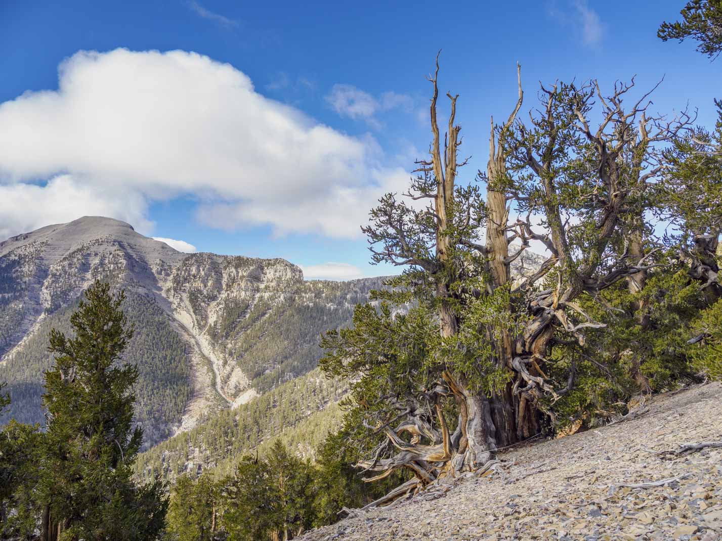 The Gymnosperm Database: Home Page