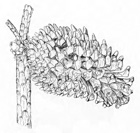 Martinez fig 165