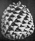 Martinez fig 166