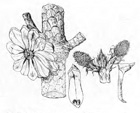 Martinez fig 167