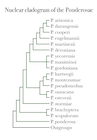 Ponderosae cladogram