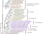 Gernandt et al 2025