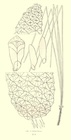Loudon fig 1888