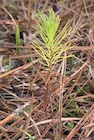 Photo 02
