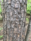 Photo 07