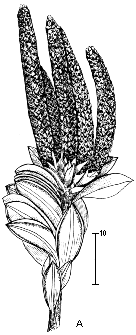 line drawing