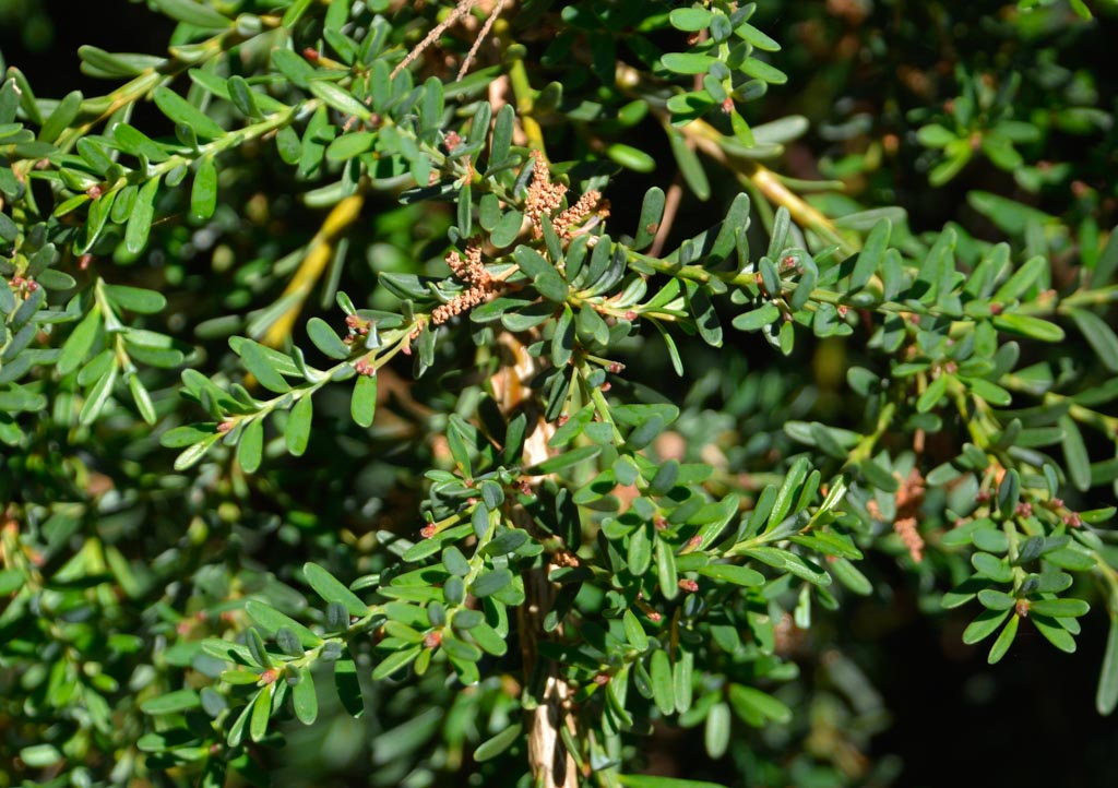 Podocarpus lawrencii (mountain plum pine) description