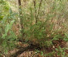 Photo 01