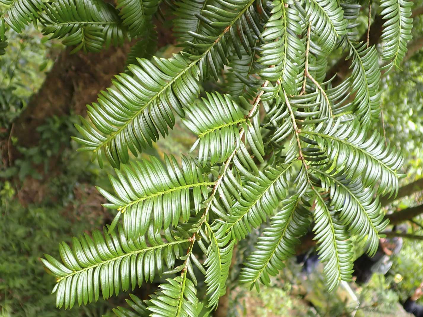 Taxus mairei () description