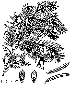 line drawing